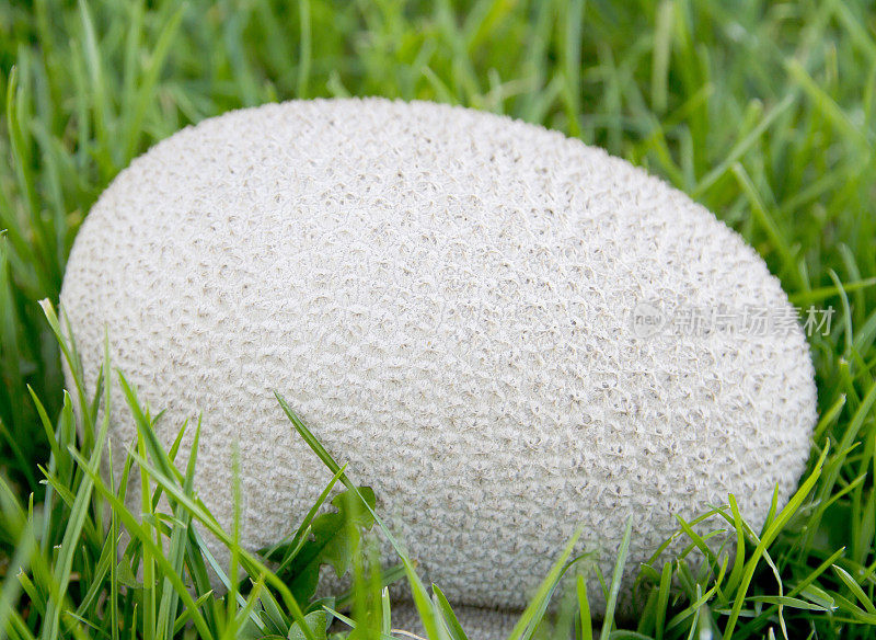 泡芙球蘑菇 - 卡尔瓦蒂亚乌特里菲斯